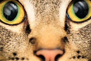 Как видят наш мир разные сушества 