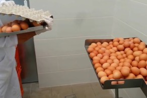  Машина для отделения белка от желтка 