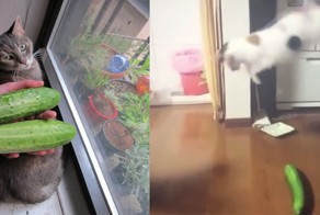 Опасные огурцы, пугающие котов