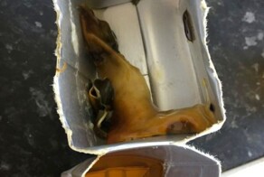 А что живёт в вашем соке?