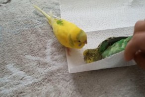 Реакция птицы на прощание с другом разобьет ваше сердце