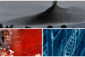 Восемь загадок, разгаданных учеными