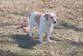 Кот держит собаку на коротком поводке