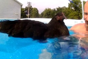 Как плавает курица