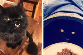 Кошка по кличке Принцесса Монстр-трак, которую забрали с улицы