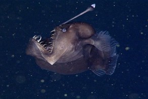 Ученым впервые удалось заснять одно из самых загадочных существ на нашей планете