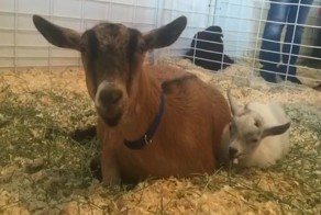 Трогательное воссоединение украденного козлёнка и мамы