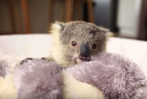 Первая фотосессия этой маленькой коалы поднимет вам настроение