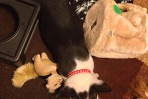 Сердечные зверюшки