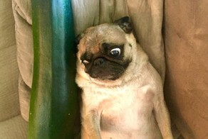 38 самых неуклюжих пёсиков 2015 года