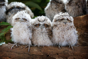 Дымчатый лягушкорот - самая очаровательная птичка в мире