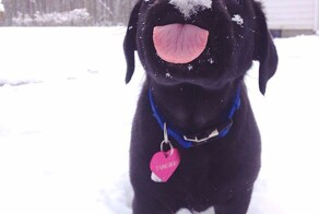 Вот кто действительно радуется первому снегу