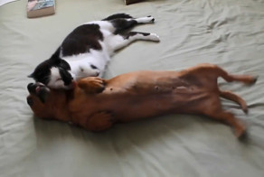 Кошка успокаивает собаку