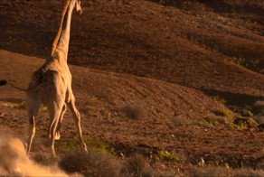 Пошел на фиг, я жираф!