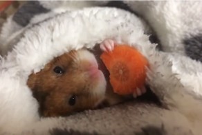 Умилительный японский хомяк, поедающий морковку перед сном, взорвал Интернет