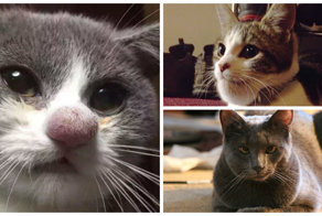 20 котов, ужаленных пчелами 