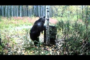 Как я кормил медведей