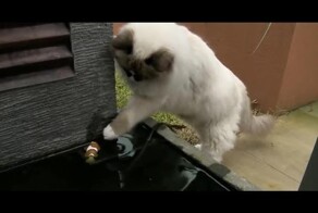Кот, который спас Нэмо