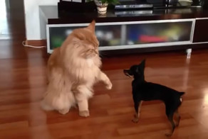 Чихуахуа и Мейн-Кун