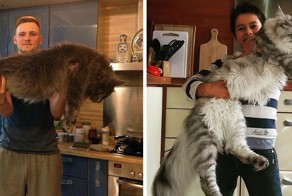 75 кошек породы мейн-кун, которые убедят вас, что ваша кошка совсем маленькая