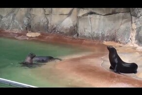 Забавные морские котики