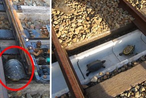 Японские железнодорожники построили тоннели для черепах