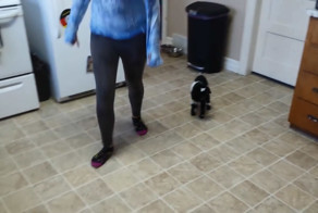 Забавная дрессировка домашнего козленка