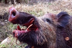 Последствия нападения кабана на охотника