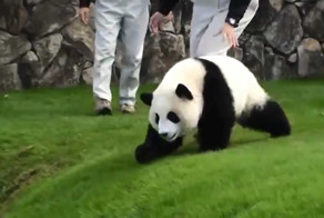 Милый панда в японском зоопарке