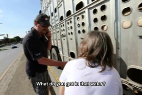 10 лет тюрьмы за попытку напоить свиней на светофоре