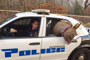 Полицейский забрал ослика с оживленной трассы, а тот отблагодарил его неожиданным "подарком"