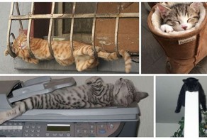 30 фотографий, доказывающих, что коты могут спать где угодно