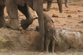 Что могут сделать для слоненка единственная мама на свете и её друзья