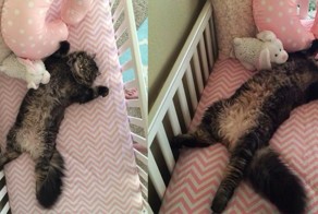 27 самых важных вещей, которые совершили коты в интернете в 2015 году