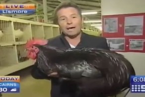 Петух довел репортера до истерики