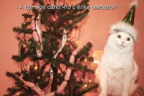 Котоматрицы, новые приколы