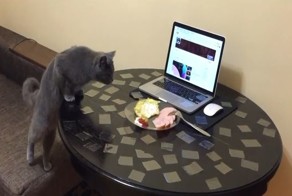 Самый простой способ отучить кота лазить по столу