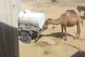 Находчивый верблюд нашёл способ утолить жажду 