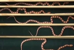 Как ползают змеи между стенками, расположенными на разном расстоянии