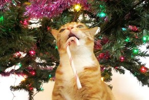 Ночь перед кошачьим Рождеством 