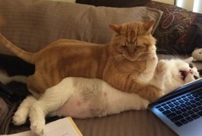 36 самых неуклюжих котов 2015 года