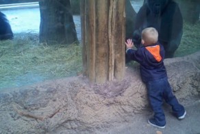 Детеныш гориллы играет с ребенком в прятки