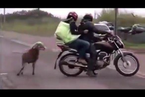 Ты чо, овца!
