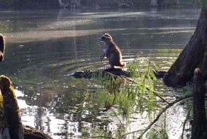 21 енот, ставший интернет-сенсацией 2015 года