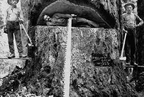 Когда деревья были большими: 1892-1937: американские лесорубы