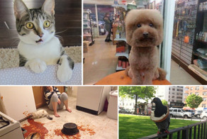 37 животных, которые стали звездами интернета в 2015 году