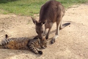 Кенгуру тоже любят котиков