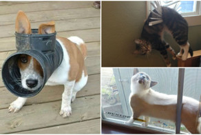 25 очень забавных животных, которые сами загнали себя в ловушку