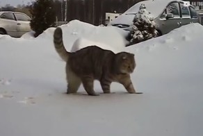Реакция домашних животных, впервые увидевших снег 