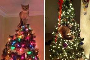 Котейки, которые помогают наряжать елку и делают Новый год незабываемым